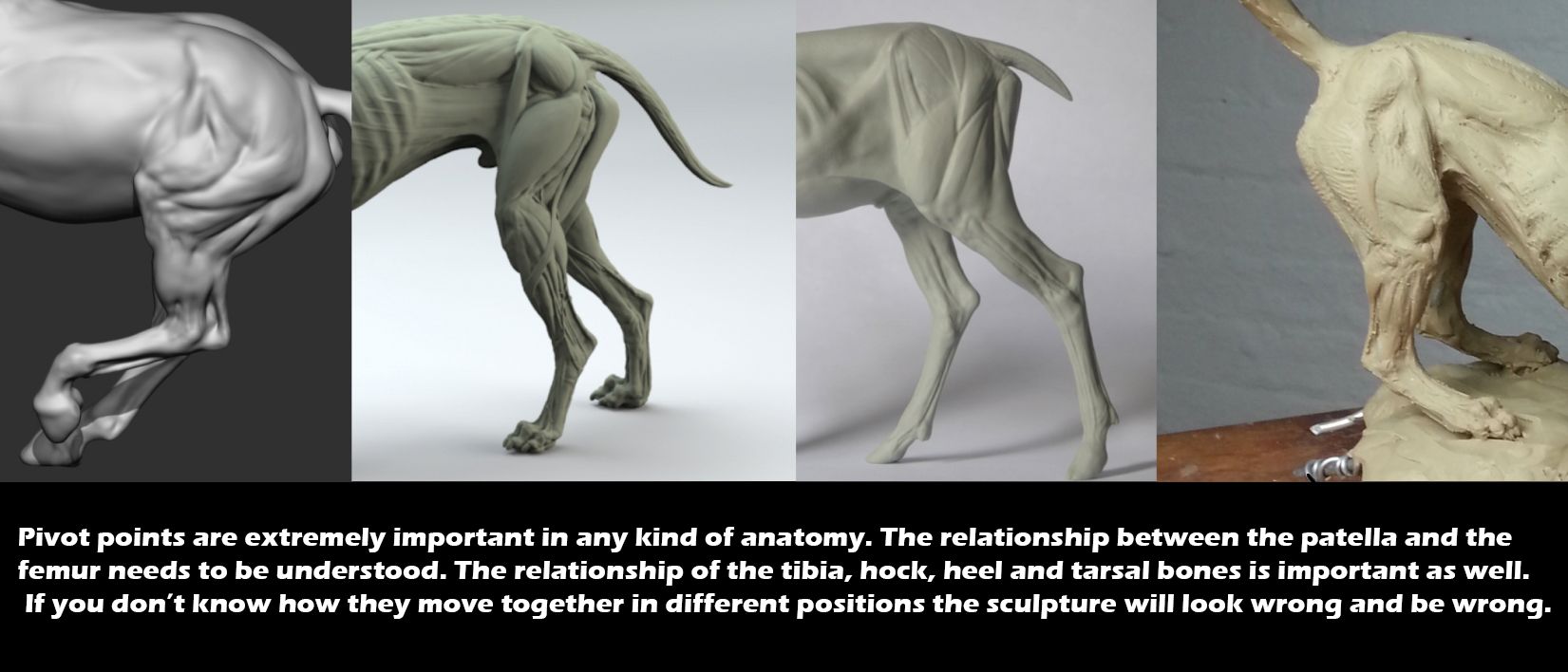 Research anatomy in detail.